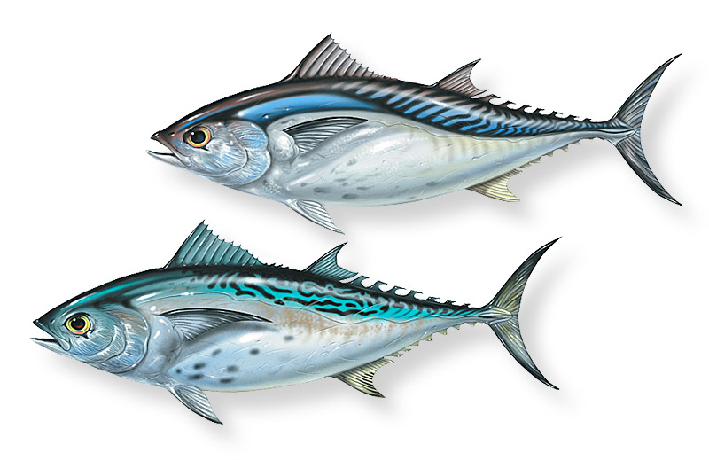 Small tuna species. Copyright 2013 Patrick Lynch. All rights reserved.