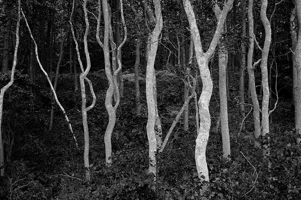 Twisted sassafras tree trunks in a forest.