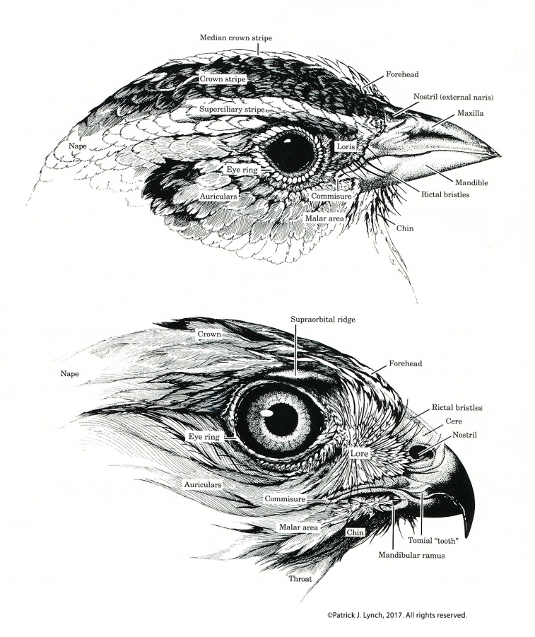 bird-head-anatomy-cropped
