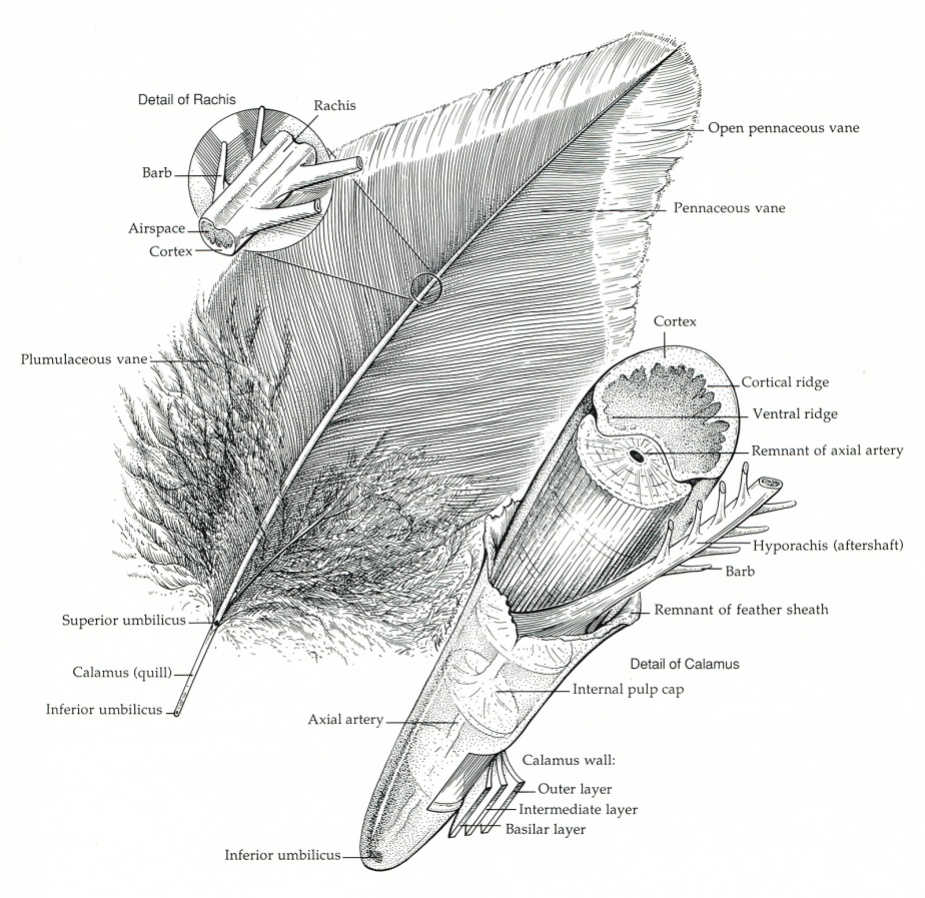 feather-structure-page