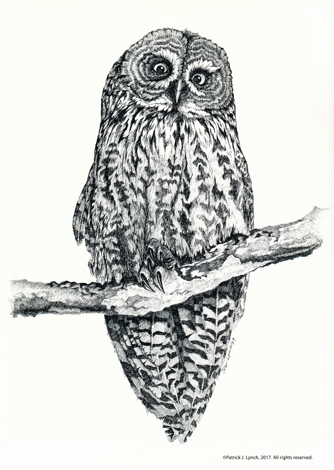 great-gray-owl-drawing-cropped