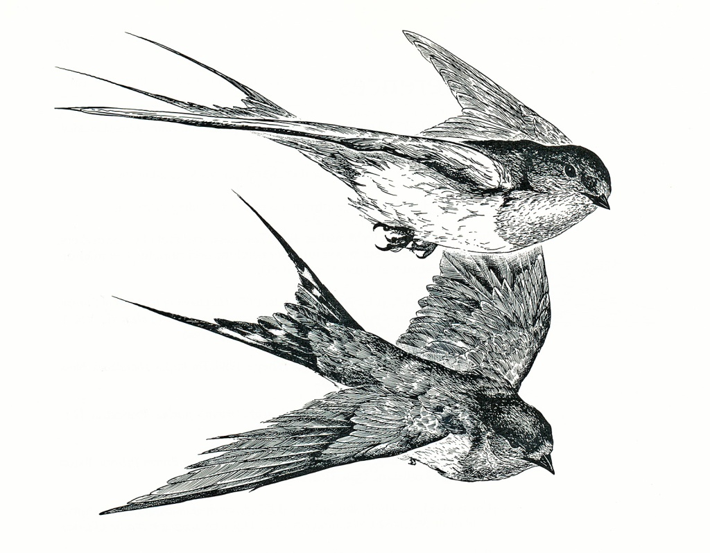 swallows – Patrick Lynch