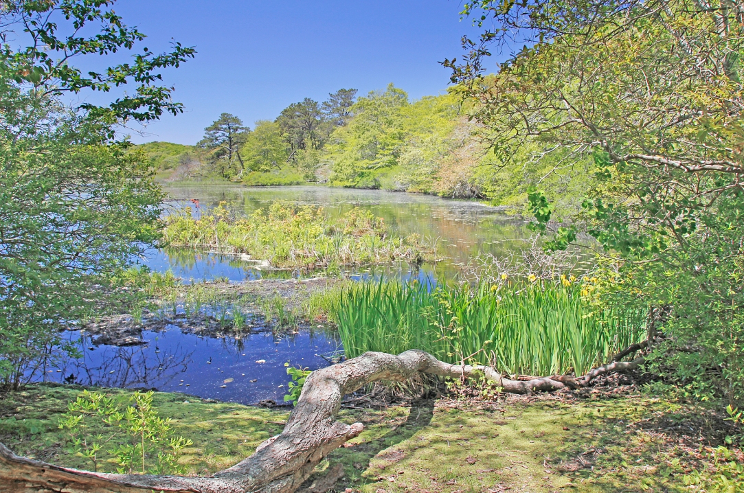 Blackwater Pond, in the Beech Forest area of the Provincelands.